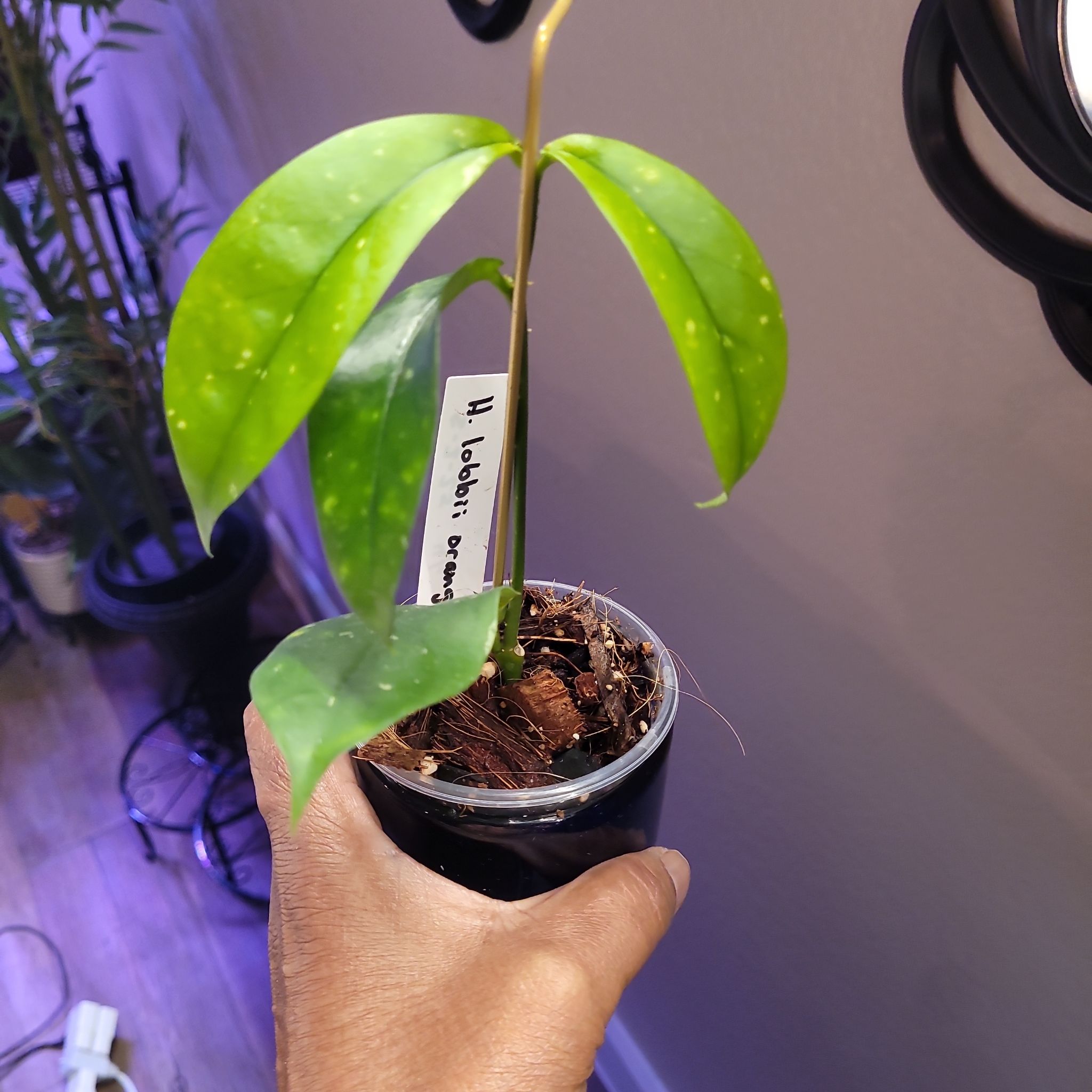 Photo of the plant species Hoya lobbii by @ProficientHoya named Elle on Greg, the plant care app