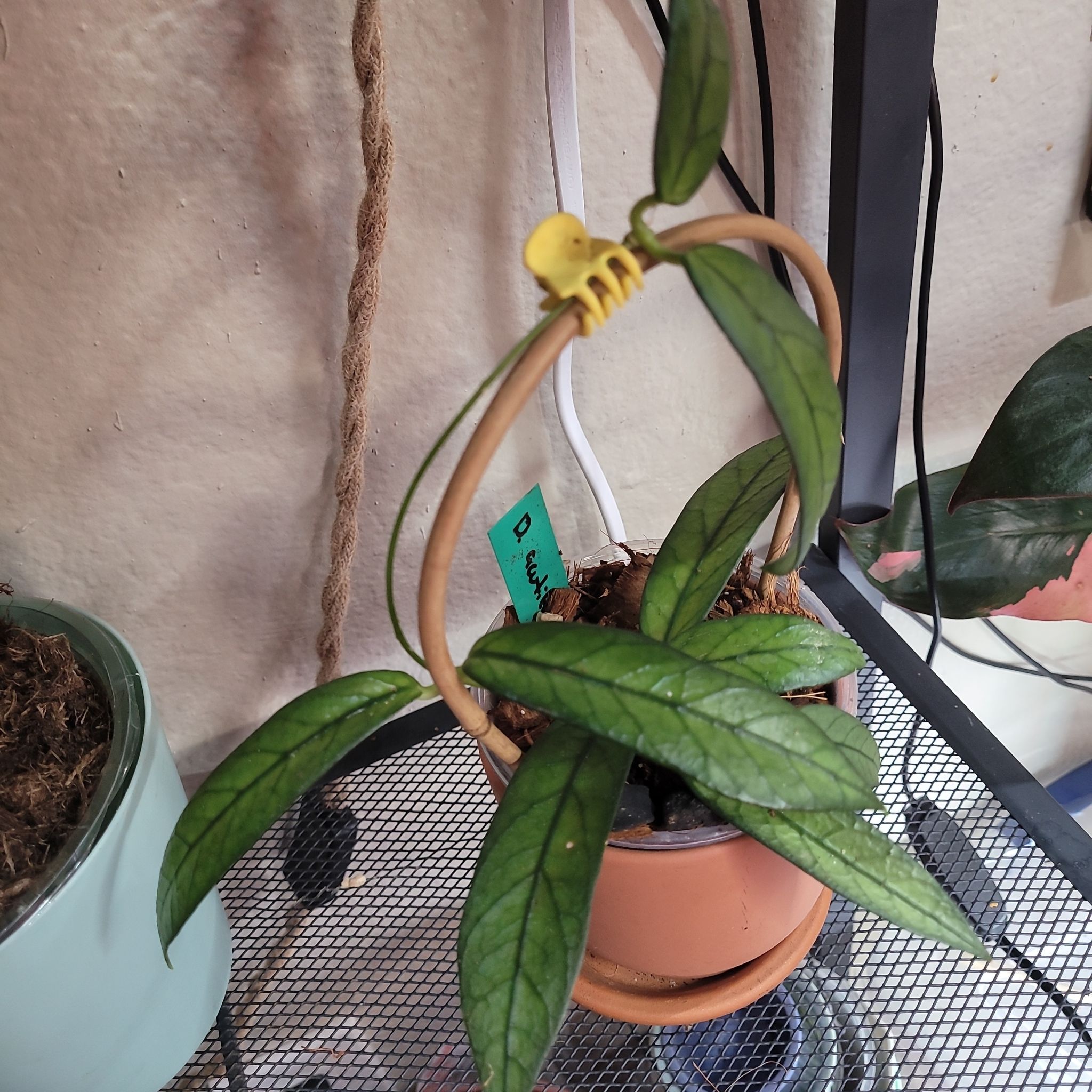 Photo of the plant species Dischidia acutifolia by @ProficientHoya named da Vinci on Greg, the plant care app