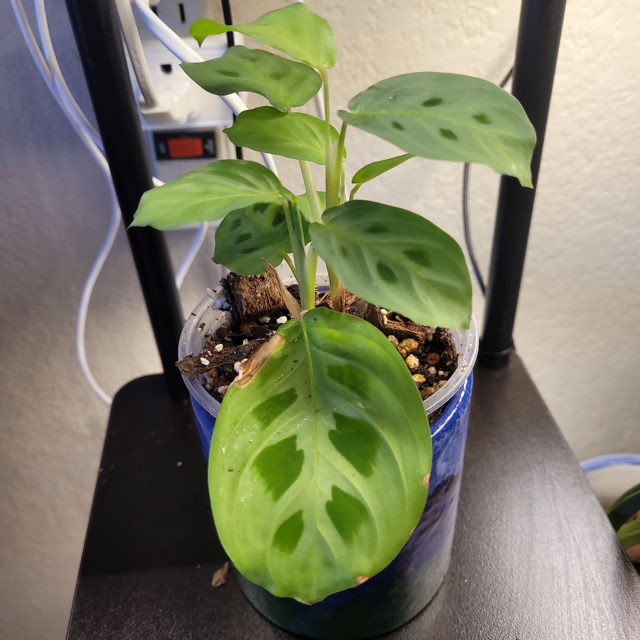 Photo of the plant species Prayer Plant by @ProficientHoya named GRACE on Greg, the plant care app