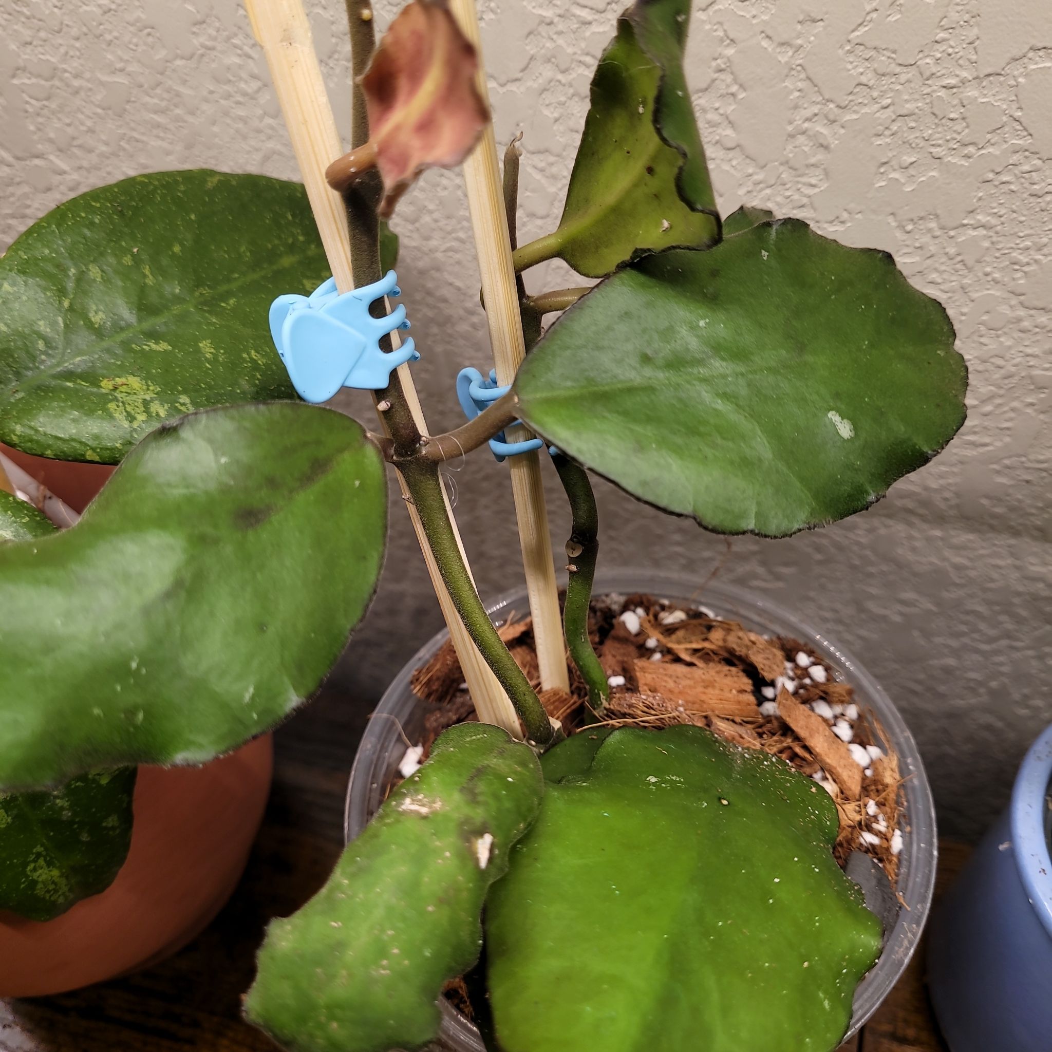 Photo of the plant species Hoya Waymaniae by @ProficientHoya named Imanni on Greg, the plant care app