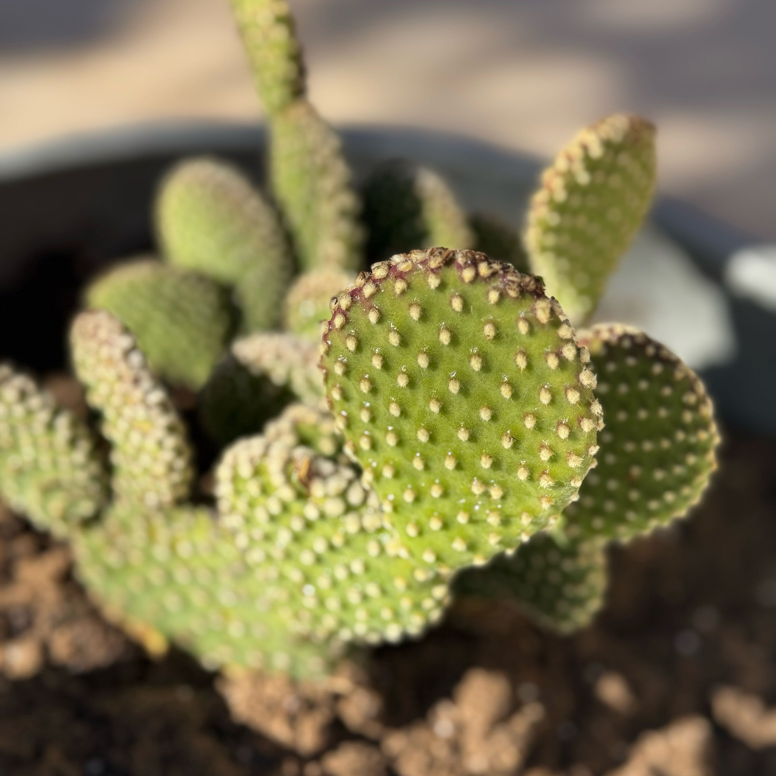 Photo of the plant species Bunny Ears Cactus 'Honey Mike' by @SuperTozzia77 named Oscar on Greg, the plant care app