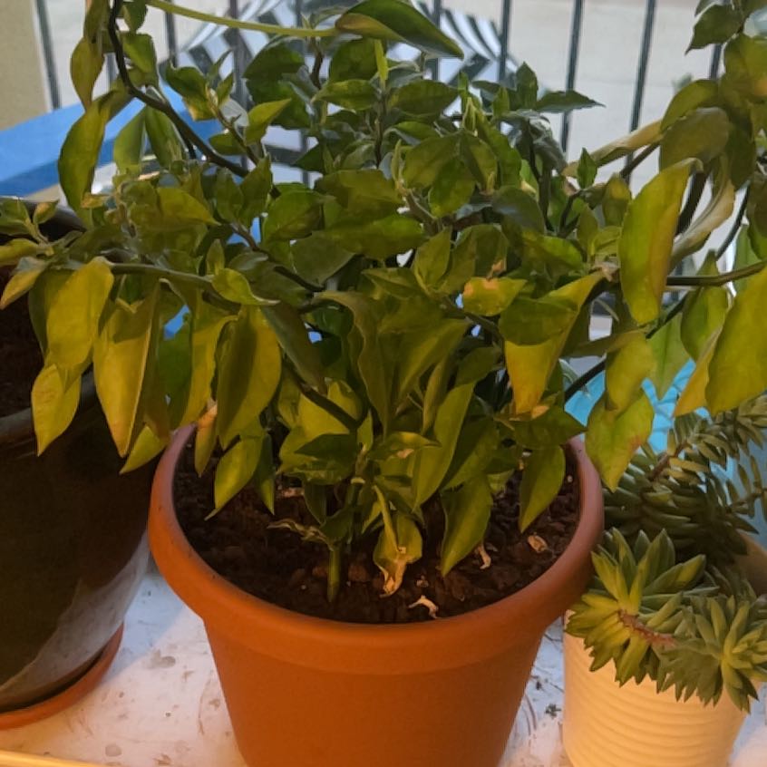 Photo of the plant species Variegated Euphorbia tithymaloides by @QuaintDamsii11 named Apollo on Greg, the plant care app