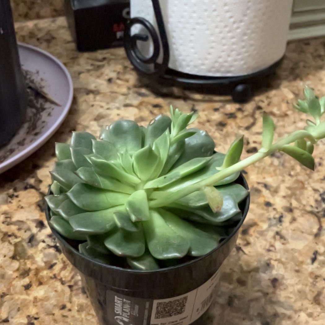 Photo of the plant species Graptoveria 'Olivia' by @TopdogCacto named Osmo on Greg, the plant care app