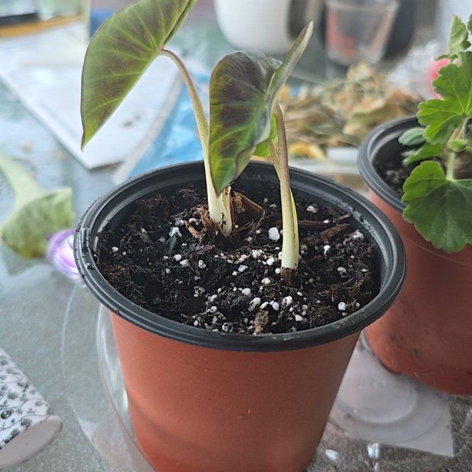Photo of the plant species Elephant Ear by @TopAsarina94 named Bella on Greg, the plant care app