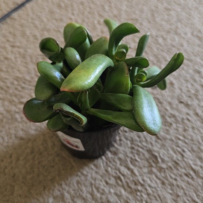 Photo of the plant species Crassula 'E T's Fingers' by @TopAsarina94 named Einstein on Greg, the plant care app
