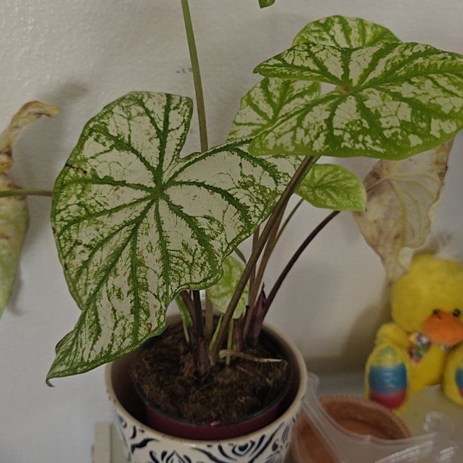 Photo of the plant species Caladium 'White Christmas' by @TopAsarina94 named Sahara on Greg, the plant care app
