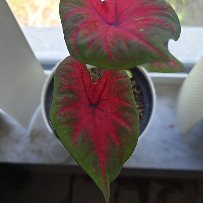 Photo of the plant species Caladium 'Postman Joyner' by @TopAsarina94 named Sol on Greg, the plant care app