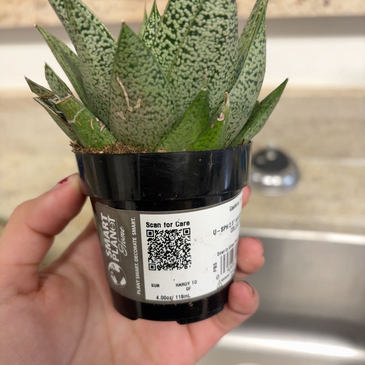 Photo of the plant species Knoppies Gasteria by @BossWoodmelick named Ronaldo on Greg, the plant care app