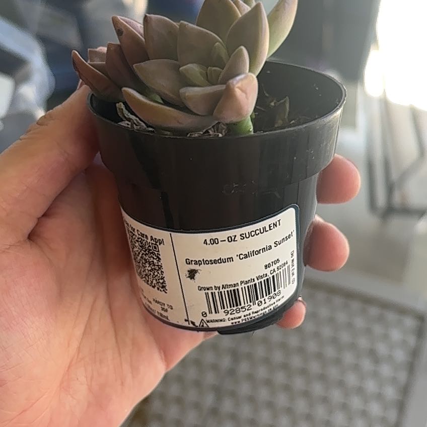 Photo of the plant species Graptosedum 'California Sunset' by @BestPurplevetch named Harper on Greg, the plant care app