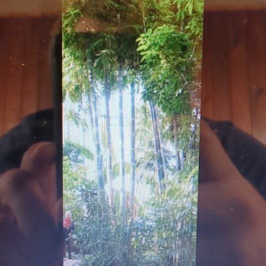 Photo of the plant species Giant Bamboo by @QuickSourwood25 named Sproutacus on Greg, the plant care app