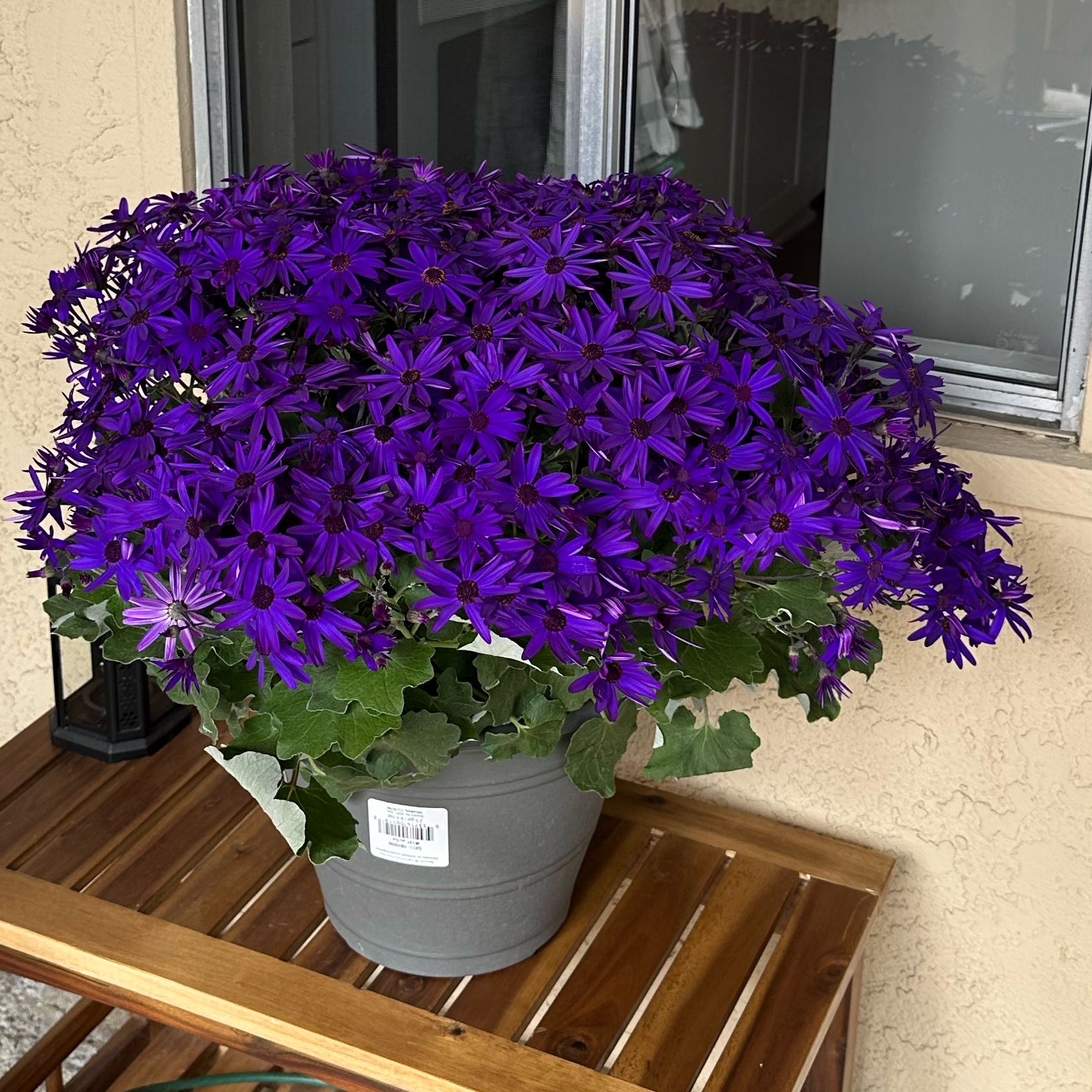 Photo of the plant species Senetti by @VividCoffeebush named Drake on Greg, the plant care app