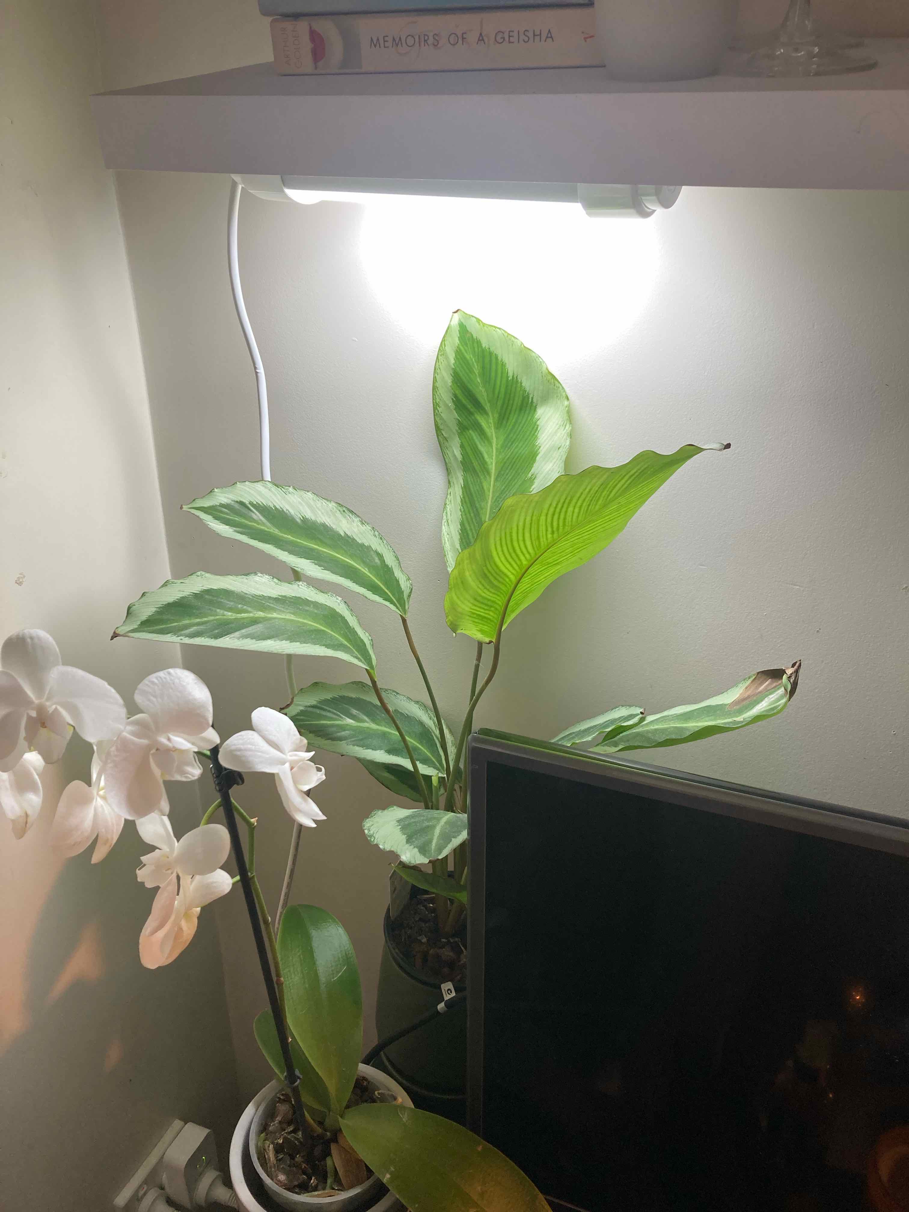 Plant care for Calathea Network 'PP0005' on Greg, the plant care app