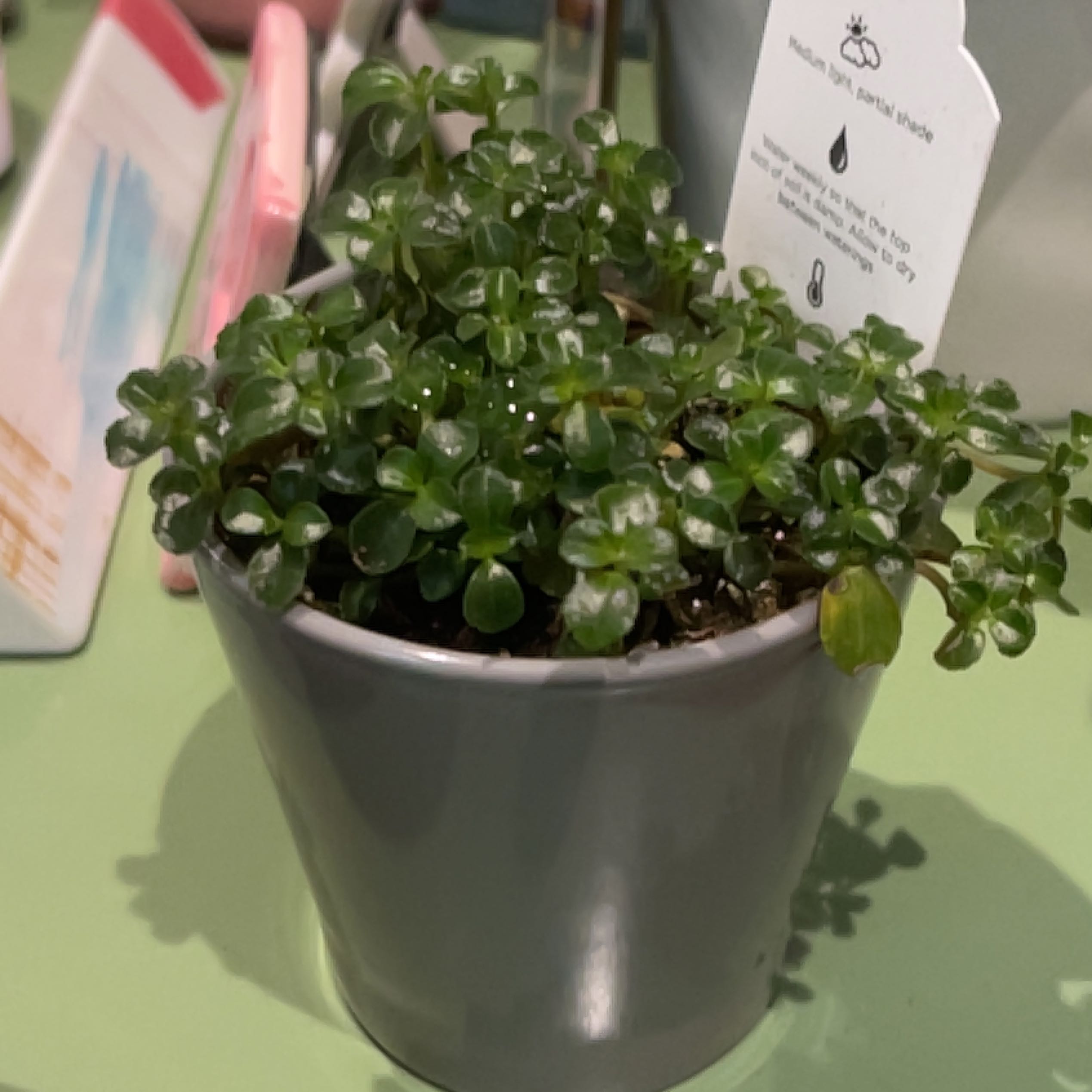 Healthy young Pilea peperomioides plant in a gray ceramic pot, with dense bright green rounded leaves. A care tag and hand are visible.