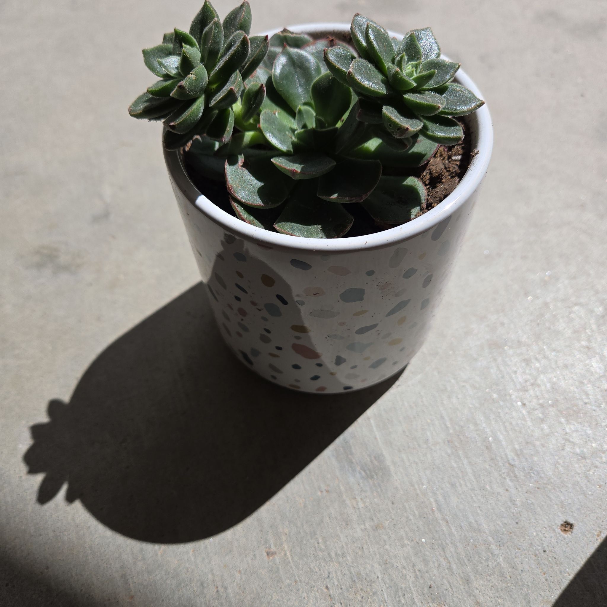 Photo of the plant species Echeveria 'Joan Daniel' by @YernHeathaster named Diana on Greg, the plant care app