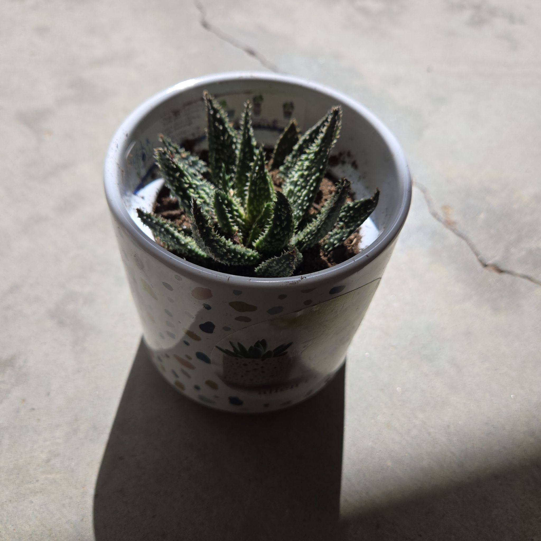 Photo of the plant species Aloe 'Tarantula' by @YernHeathaster named Treeyoncé on Greg, the plant care app
