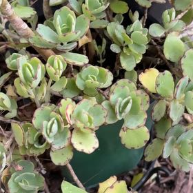 Photo of the plant species Milky Widow's Thrill by @HipBeachplum29 named Miley on Greg, the plant care app