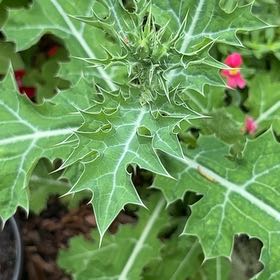 Photo of the plant species Bermuda Thistle by @HipBeachplum29 named Duke on Greg, the plant care app
