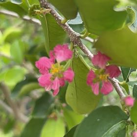 Photo of the plant species Barbados Cherry by @HipBeachplum29 named Lavender on Greg, the plant care app