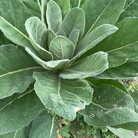 Photo of the plant species Mullein by @HipBeachplum29 named Bruce Lee on Greg, the plant care app