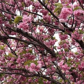 Photo of the plant species Japanese Flowering Cherry by @HipBeachplum29 named Forrest on Greg, the plant care app