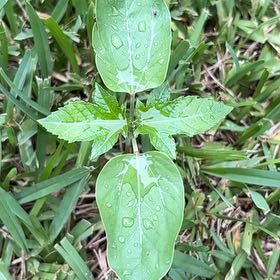 Photo of the plant species Mississippi Loosestrife by @HipBeachplum29 named Tolkien on Greg, the plant care app