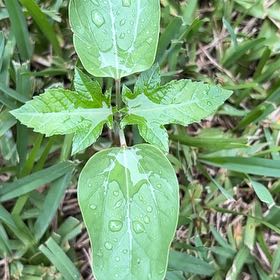 Photo of the plant species Cutleaf Groundcherry by @HipBeachplum29 named Dax on Greg, the plant care app