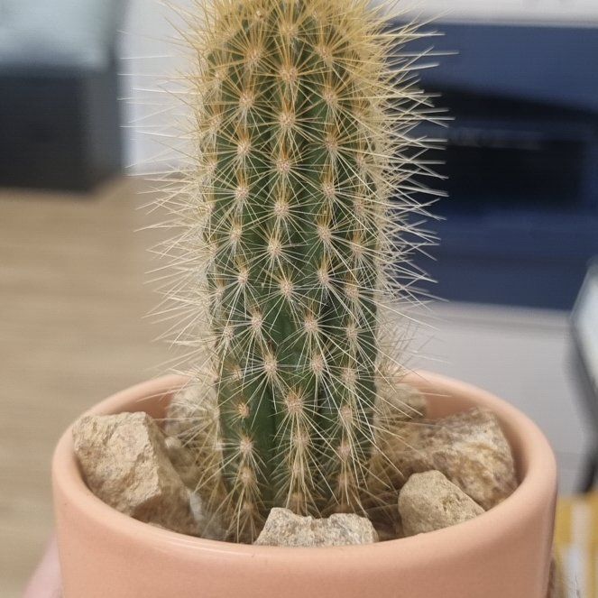 Plant care for Micranthocereus on Greg, the plant care app