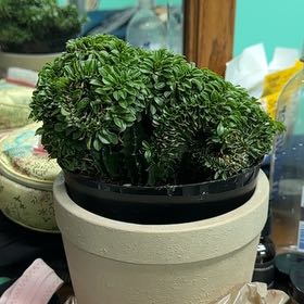 Photo of the plant species Succulant by @LegitLimabean named Einstein Jr. on Greg, the plant care app