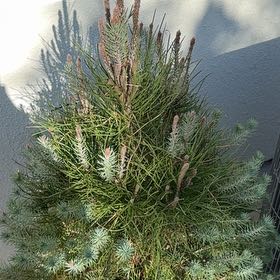 Photo of the plant species Maritime Pine by @WarmWoodsorrel named Fernie Saunders on Greg, the plant care app