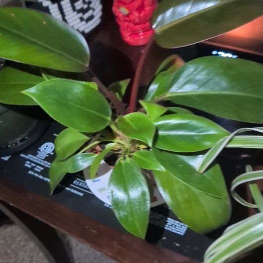 Photo of the plant species Philodendron 'Congo Rojo' by @ProChincactus97 named Rojo on Greg, the plant care app