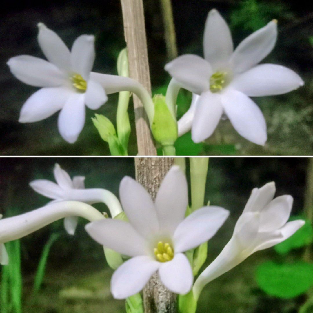 Photo of the plant species Polianthes tuberosa by @Rumzzy named Comet Dust on Greg, the plant care app