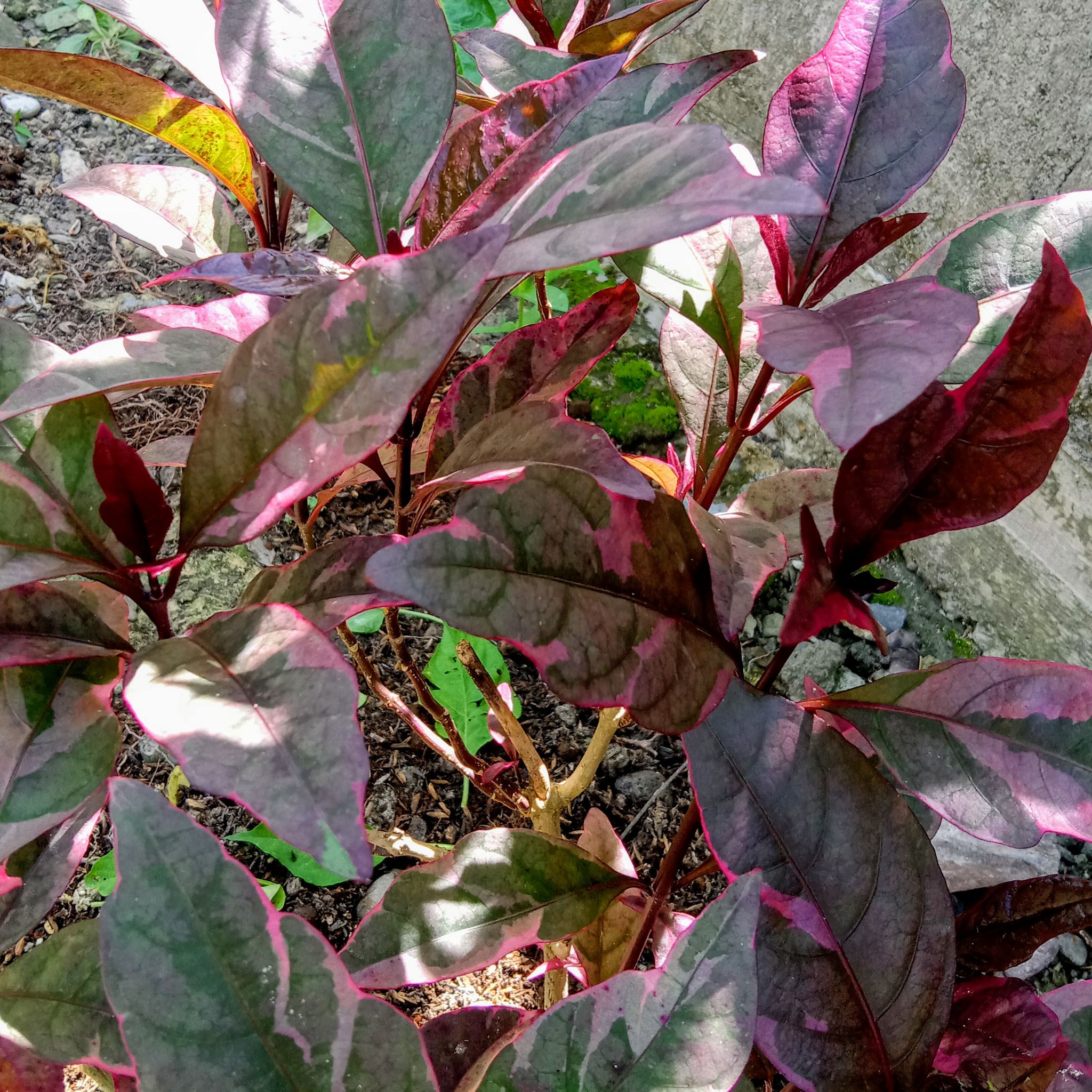 Photo of the plant species Caricature Plant by @Rumzzy named Handeleum on Greg, the plant care app