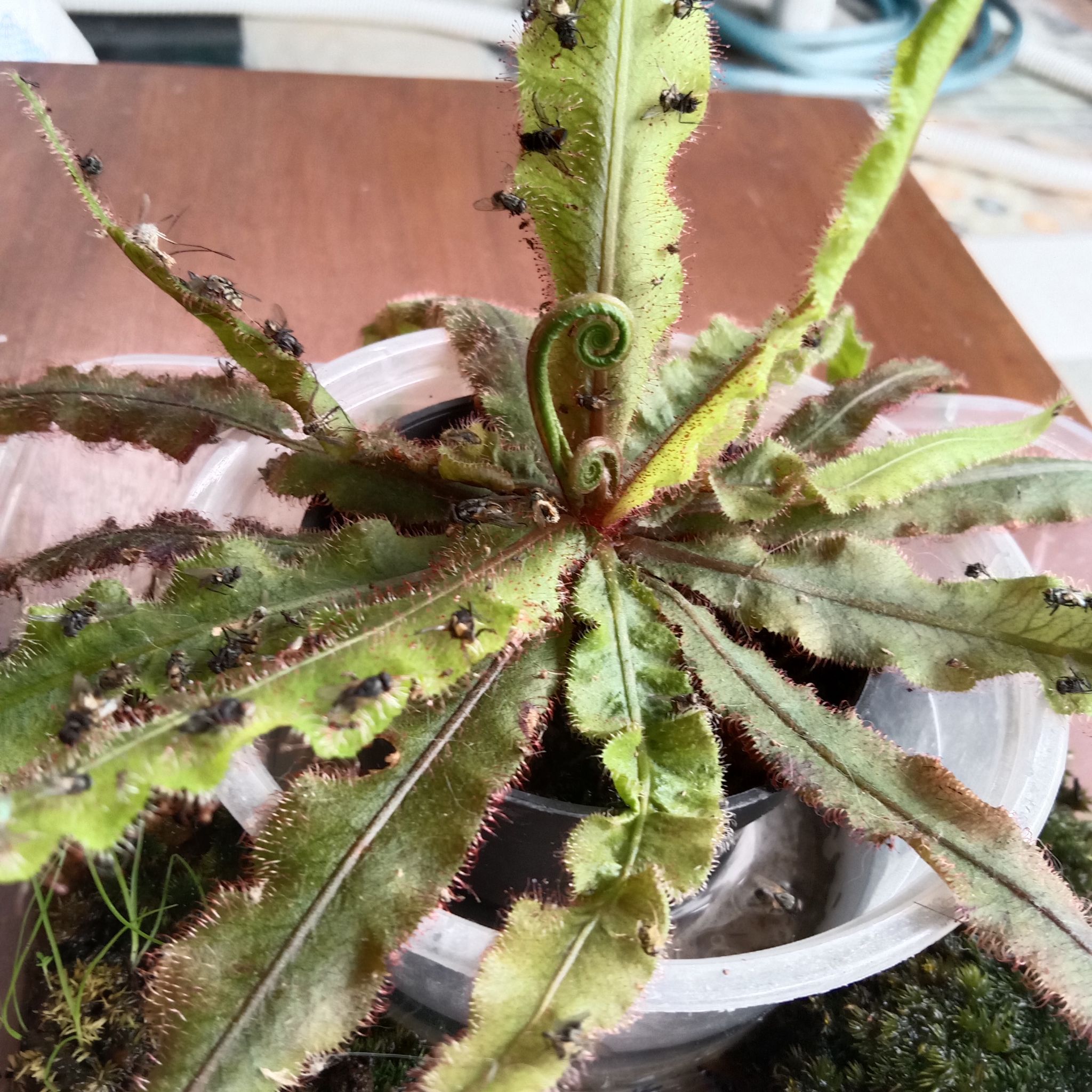 Photo of the plant species Lance-leaved Sundew by @Rumzzy named Zephyron on Greg, the plant care app