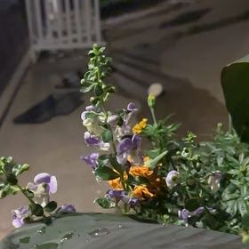 Photo of the plant species Prairie Sage by @FabCentro44 named Pax on Greg, the plant care app