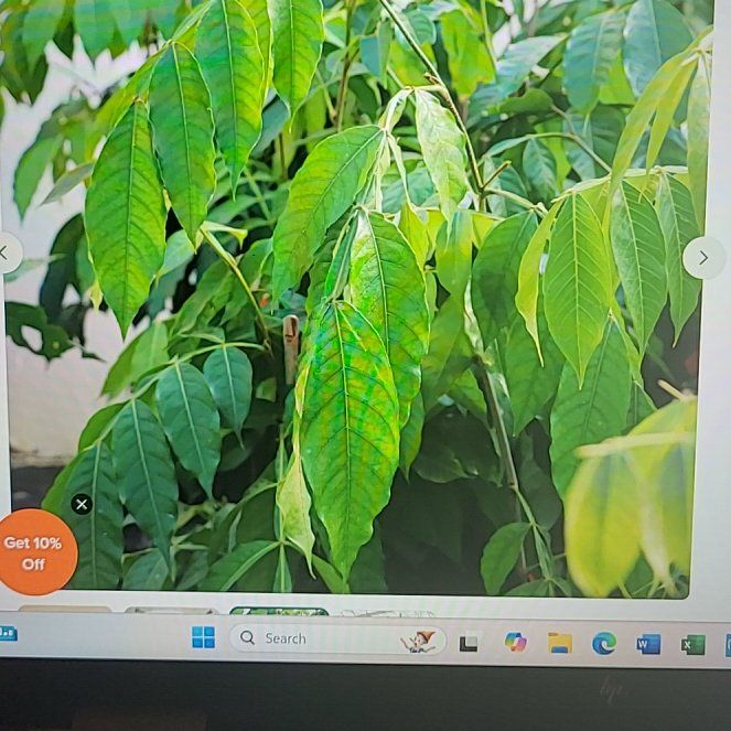 Photo of the plant species Ice Cream Bean tree by @ZingyWharangi78 named Fernie Mac on Greg, the plant care app