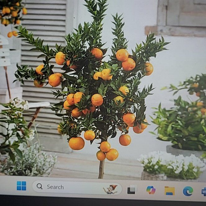Photo of the plant species Owari Satsuma Mandarin Tree by @ZingyWharangi78 named Gates on Greg, the plant care app