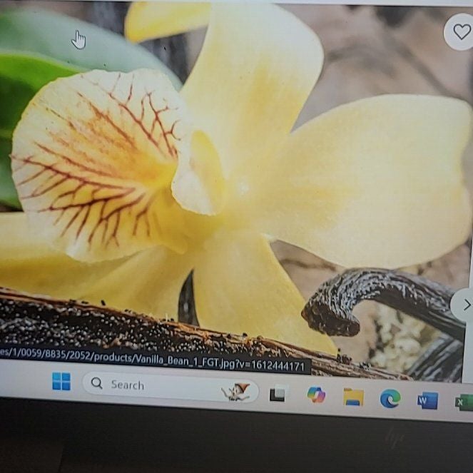 Photo of the plant species Vanilla Bean Plant by @ZingyWharangi78 named Sigmund on Greg, the plant care app