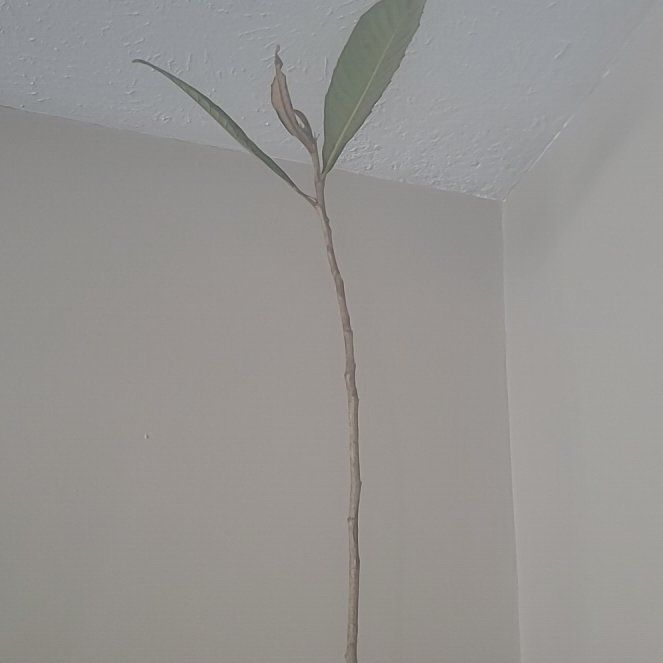 Photo of the plant species Chinese Loquat by @ZingyWharangi78 named Dax on Greg, the plant care app