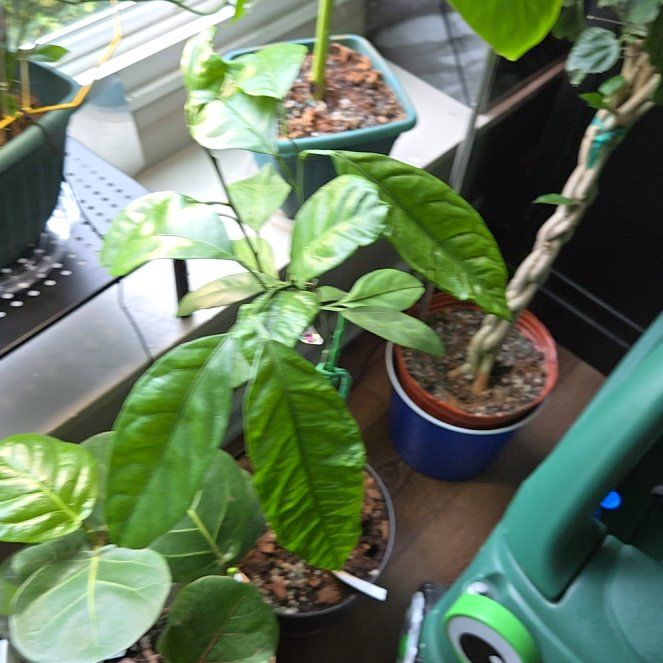 Photo of the plant species Owari Satsuma Mandarin Tree by @ZingyWharangi78 named Marilyn on Greg, the plant care app