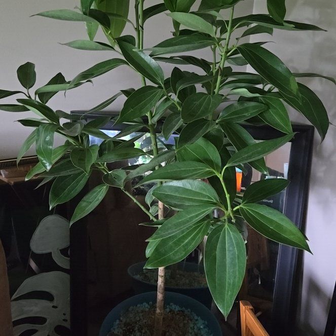 Photo of the plant species True cinnamon tree by @ZingyWharangi78 named Harry on Greg, the plant care app