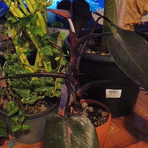 Photo of the plant species pink princess marble galaxy by @SweetPinkbubble named Luna on Greg, the plant care app