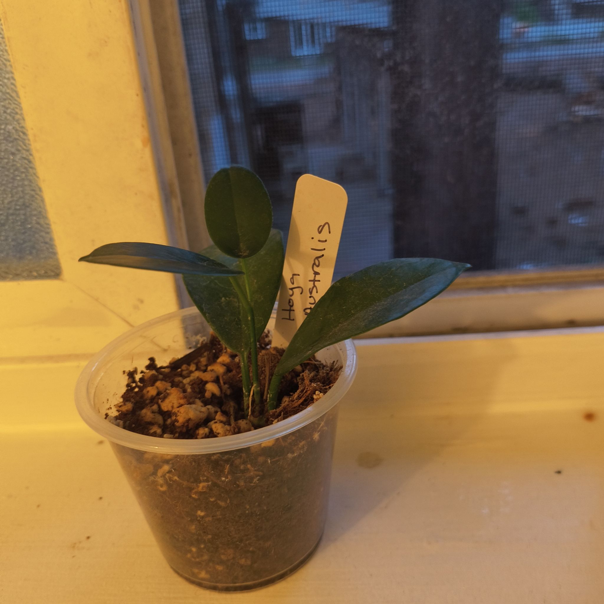 Photo of the plant species Hoya australis 'Keysii' by @SweetPinkbubble named Aria on Greg, the plant care app