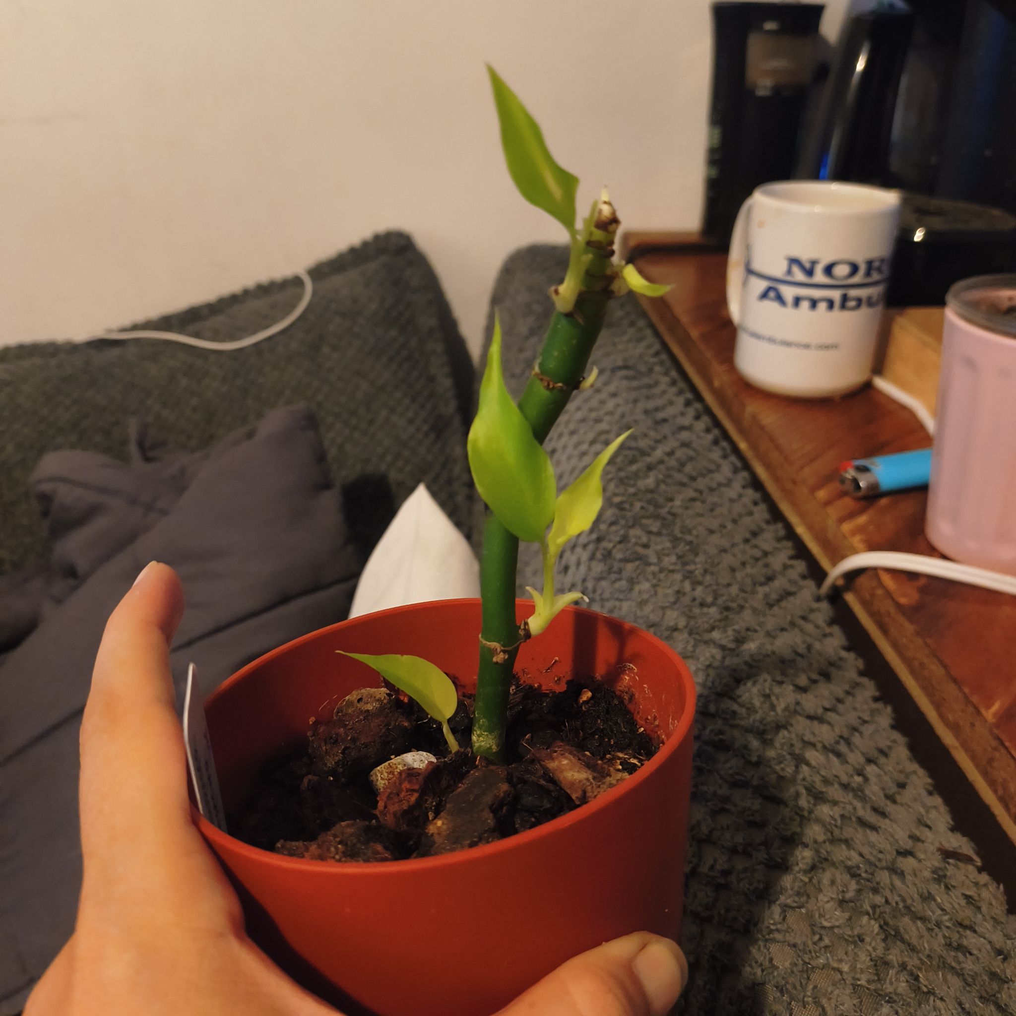 Photo of the plant species Rhaphidophora Sp (Giant) by @SweetPinkbubble named Queen on Greg, the plant care app