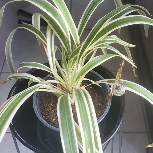 Photo of the plant species Blue Flax-Lily by @PoshPothos43 named Nefertiti on Greg, the plant care app
