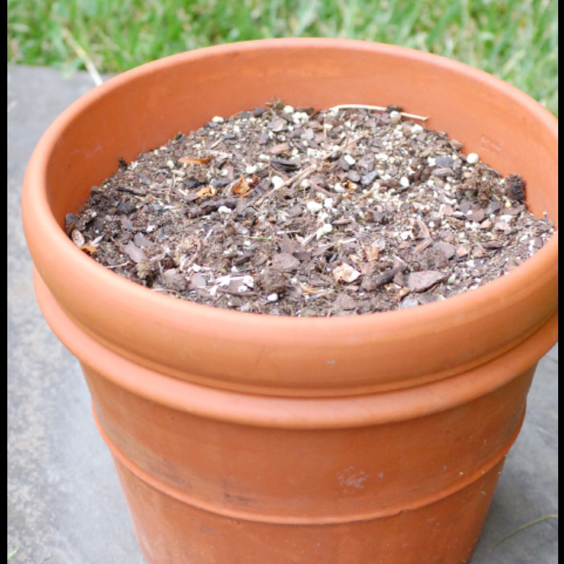 Photo of the plant species Blue Spruce Bonsai by @Saphira named Osmo on Greg, the plant care app