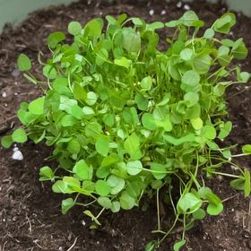 Photo of the plant species Lucky Clover by @VipAnise47 named Robert Plant on Greg, the plant care app