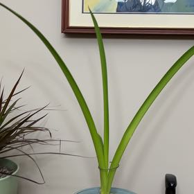 Photo of the plant species Waxed Ameryllis by @VipAnise47 named Baesil on Greg, the plant care app