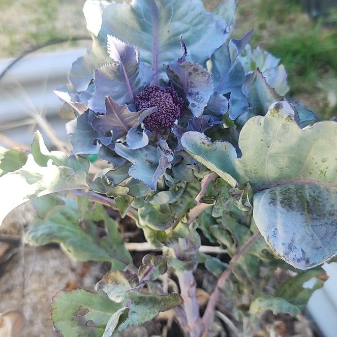 Photo of the plant species Early Purple Sprouting Broccoli by @ReveredKiekie53 named Leonardo on Greg, the plant care app
