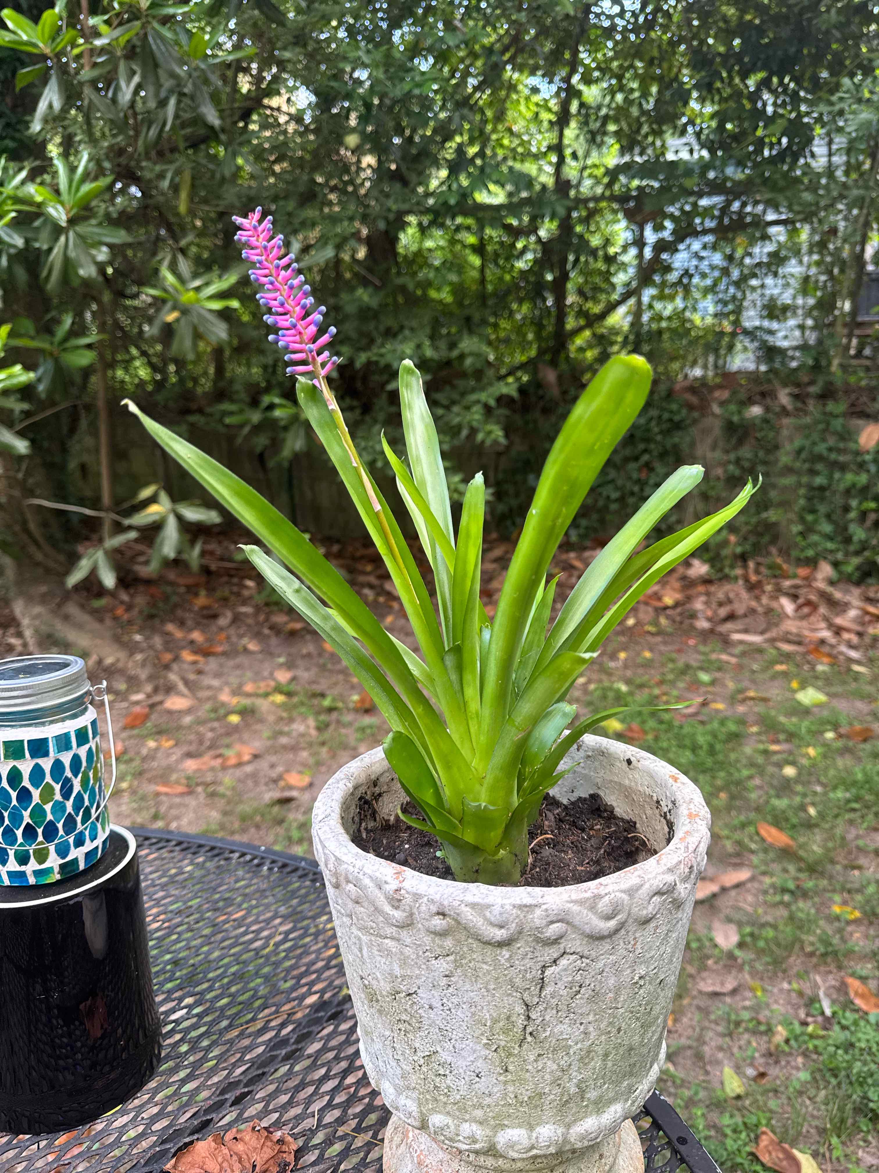 Photo of the plant species Flaming Torch by @IconBilberry37 named Sanders on Greg, the plant care app