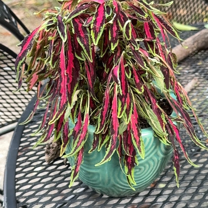 Photo of the plant species Colorblaze Mini Me Watermelon Coleus by @IconBilberry37 named Leonardo on Greg, the plant care app